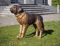 Preview: Bronzeskulptur Bernhardiner Hund 140cm